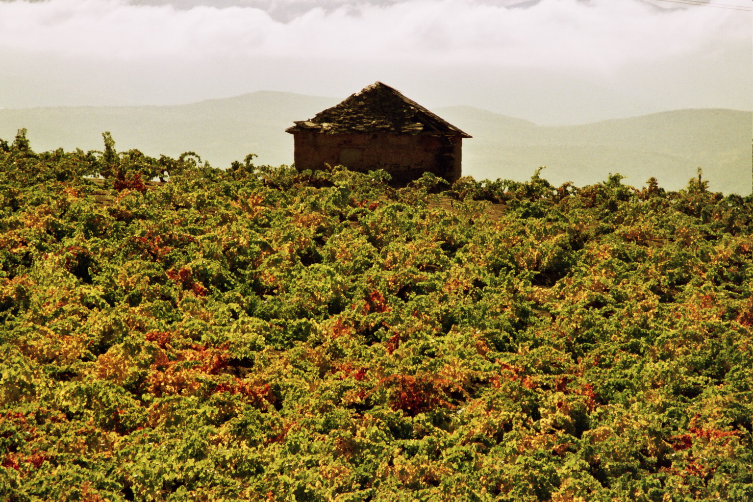 The French Way Vines